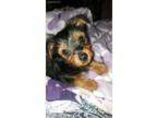 Yorkshire Terrier Puppy for sale in North Smithfield, RI, USA