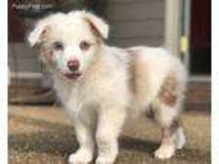 Australian Shepherd Puppy for sale in Smithville, AR, USA