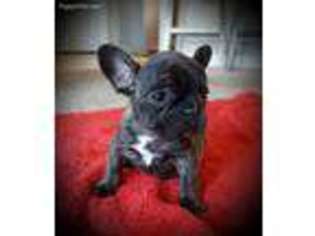 French Bulldog Puppy for sale in Mount Orab, OH, USA