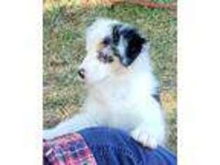 Australian Shepherd Puppy for sale in Red Oak, TX, USA