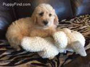 Labradoodle Puppy for sale in Rapid City, SD, USA