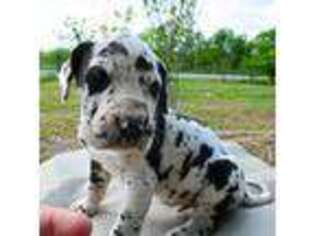 Great Dane Puppy for sale in Dale, TX, USA