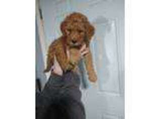 Goldendoodle Puppy for sale in Godley, TX, USA