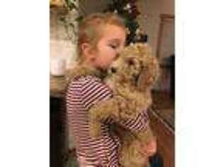 Goldendoodle Puppy for sale in Yeagertown, PA, USA
