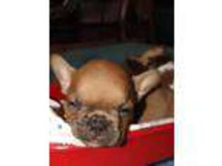 French Bulldog Puppy for sale in Sasakwa, OK, USA