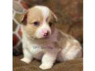 Pembroke Welsh Corgi Puppy for sale in Campbell, TX, USA