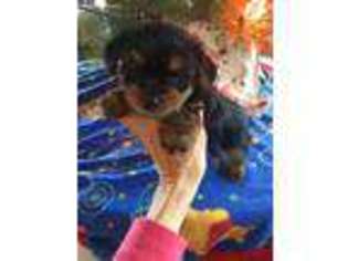 Yorkshire Terrier Puppy for sale in Gillett, PA, USA
