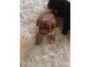Cavapoo Puppy for sale in Canterbury, Kent (England), United Kingdom
