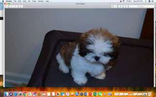 Mutt Puppy for sale in Newport, NC, USA
