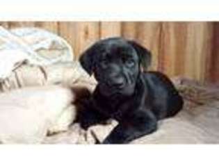 Labrador Retriever Puppy for sale in Worthington, MN, USA
