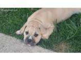 Olde English Bulldogge Puppy for sale in Decatur, IN, USA