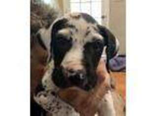 Great Dane Puppy for sale in Swainsboro, GA, USA