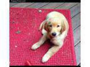 Golden Retriever Puppy for sale in Marine City, MI, USA