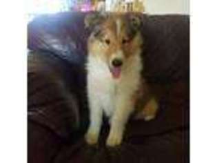 Collie Puppy for sale in Fowler, CO, USA