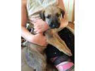 Irish Wolfhound Puppy for sale in Albany, NY, USA