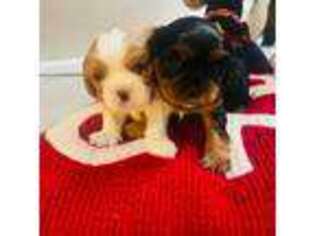 Cavalier King Charles Spaniel Puppy for sale in Glenwood Springs, CO, USA