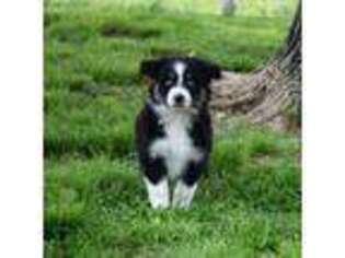 Australian Shepherd Puppy for sale in Commerce, TX, USA