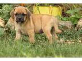 Puggle Puppy for sale in Neosho, MO, USA
