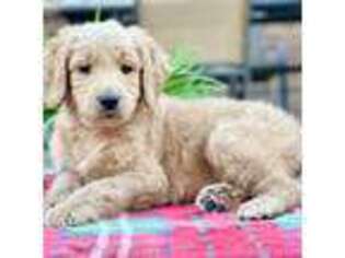 Goldendoodle Puppy for sale in La Vergne, TN, USA
