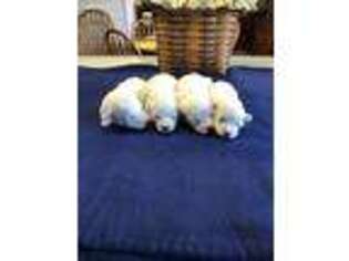 Bichon Frise Puppy for sale in Adolphus, KY, USA