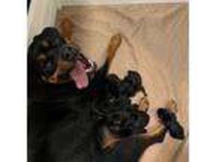 Rottweiler Puppy for sale in Alberta, MN, USA