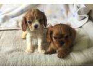 Cavalier King Charles Spaniel Puppy for sale in Brodhead, WI, USA
