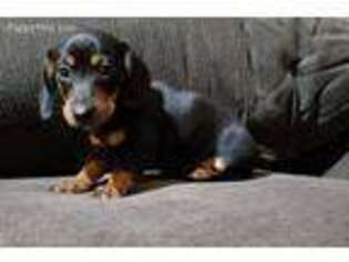 Dachshund Puppy for sale in Nashville, TN, USA