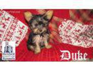Yorkshire Terrier Puppy for sale in Evans, GA, USA