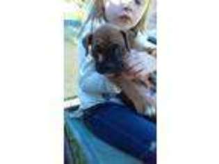 Boxer Puppy for sale in Lake City, FL, USA