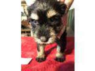 Mutt Puppy for sale in Ada, OK, USA