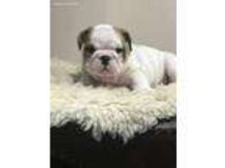 Bulldog Puppy for sale in Frankfort, KY, USA