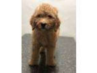Goldendoodle Puppy for sale in Crockett, TX, USA