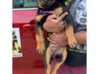 Rottweiler Puppy for sale in Eastman, GA, USA