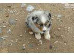 Australian Shepherd Puppy for sale in Las Vegas, NV, USA