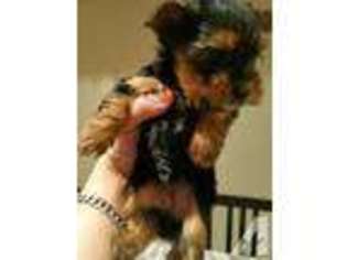 Yorkshire Terrier Puppy for sale in MOUNTAIN VIEW, CA, USA