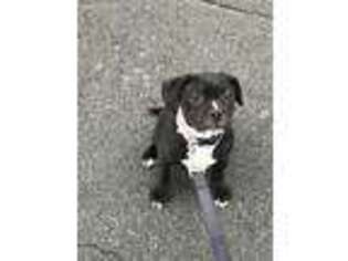Staffordshire Bull Terrier Puppy for sale in Brooklyn, NY, USA