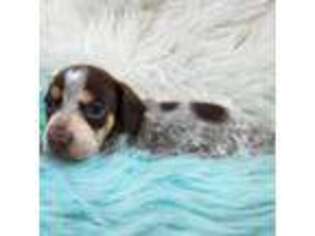 Dachshund Puppy for sale in Hotchkiss, CO, USA