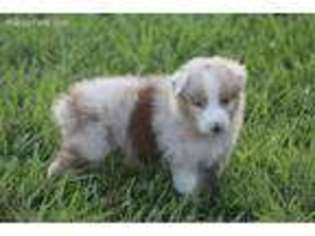 Australian Shepherd Puppy for sale in Lawrenceburg, TN, USA