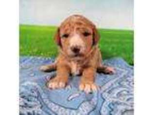 Labradoodle Puppy for sale in Roseburg, OR, USA