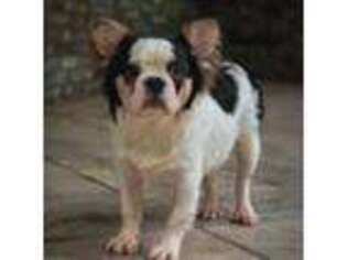 French Bulldog Puppy for sale in Woodbine, GA, USA