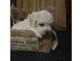 Bichon Frise Puppy for sale in Kingfisher, OK, USA