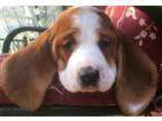 Basset Hound Puppy for sale in Joplin, MO, USA