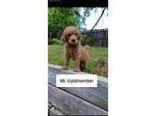 Mutt Puppy for sale in Euless, TX, USA