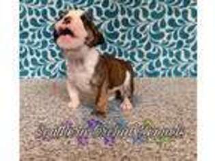Bulldog Puppy for sale in West Monroe, LA, USA