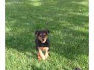 Airedale Terrier Puppy for sale in Glenwood, MN, USA