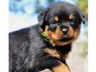 Rottweiler Puppy for sale in Waco, GA, USA