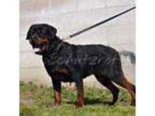 Rottweiler Puppy for sale in Pomona, CA, USA