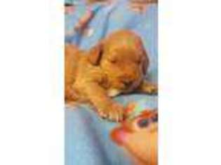 Goldendoodle Puppy for sale in Oxford, MI, USA