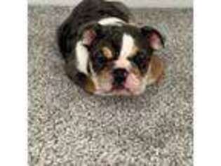 Bulldog Puppy for sale in Gainesville, VA, USA