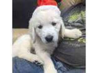 Mutt Puppy for sale in Waukesha, WI, USA
